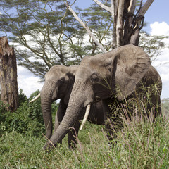 Sticker - Elephants in Serengeti National Park, Tanzania, Africa