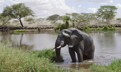 Wall Mural - Elephant in river in Serengeti National Park, Tanzania, Africa