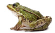 Common European frog or Edible Frog, Rana kl. Esculenta