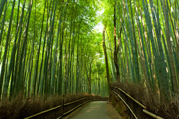 Bamboo grove