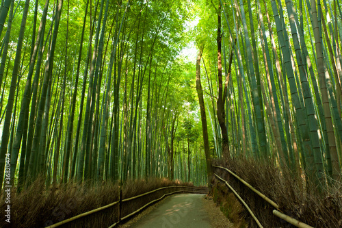 Naklejka na szybę Bamboo grove