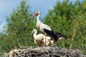 Wall Mural - Ciconia ciconia, Oriental White Stork.