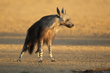Wall Mural - Brown hyena