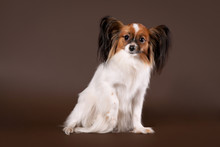 Papillion Young Dog On Dark Brown Background
