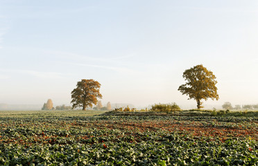 Wall Mural - Above land.