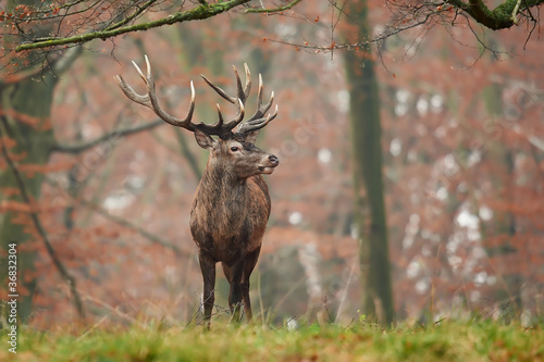 Fotoboard na płycie Jeleń (cervus elaphus)