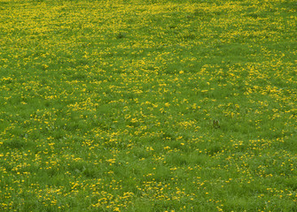 Poster - vibrant dandelion meadow