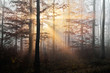 sunrays in a november beech forest