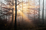 Fototapeta Las - sunrays in a november beech forest