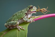 Frog biting grasshopper