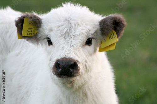 Weißes Galloway Kalb im Detail Stock-Foto | Adobe Stock