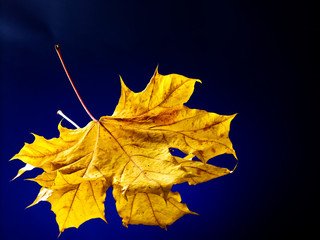 Wall Mural - orange autumn leaves.