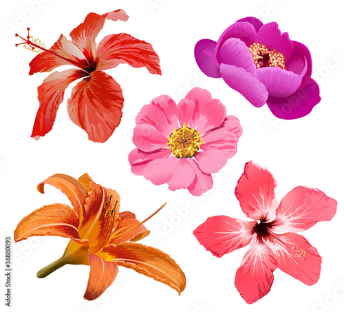 Obraz w ramie Flowers vector set