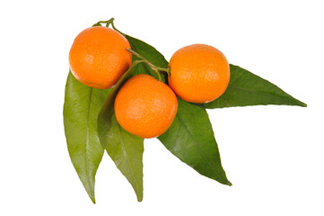 oranges with leaves