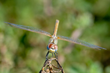 Dragonfly ( sympetrum sp )