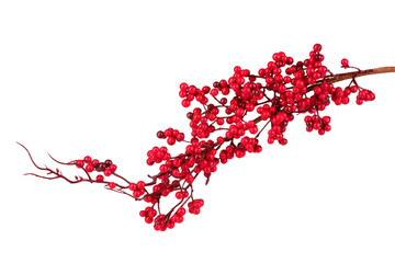 Wall Mural - beautiful branch with red berries isolated on white