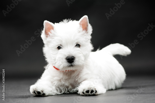Obraz na płótnie canvas czteroczęściowy "tetraptyk" West highland white terrier