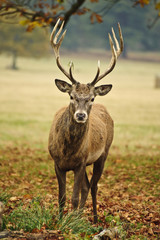 Wall Mural - frontal portrait of adult red deer stag in autumn fall