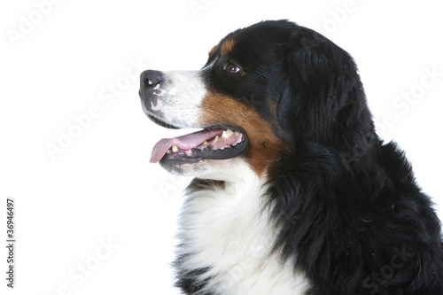 Portrait De Bouvier Bernois De Profil Stock Photo Adobe Stock Portrait De Bouvier Bernois De Profil Stock Photo Adobe Stock