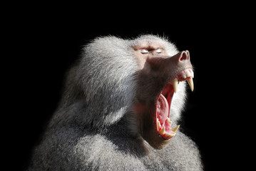 wild baboon