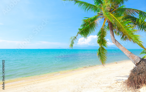 Board z aluminiowym obramowaniem Tropikalna plaża z palmą kokosową. 