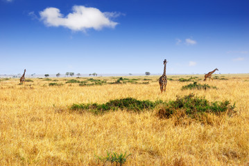 Wall Mural - african savannah