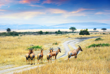 Wall Mural - antelope topis (damaliscus korrigum)