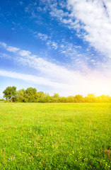 Poster - sunset on flower meadow.