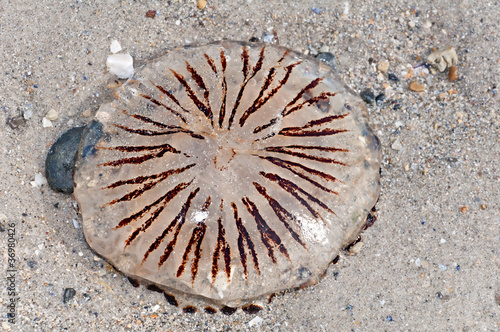 Tapeta ścienna Meduzy na helgoland