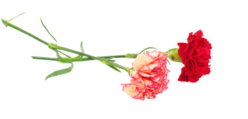 two carnations on white isolated