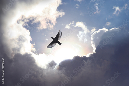 Obraz w ramie Angel Bird in Heaven