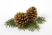Two Big Pine Cones On The White Background