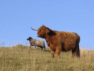 Wall Mural - highland cow with sheep