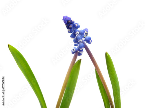 Tapeta ścienna Muscari winogronowy kwiat hiacyntu