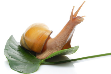 Giant African snail Achatina on a white background