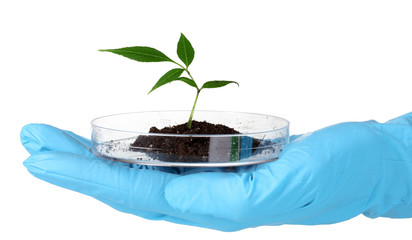 Canvas Print - Genetically modified plant tested in petri dish in hand isolated