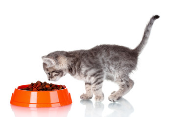 Beautiful gray kitten and dry food in bowl isolated on white