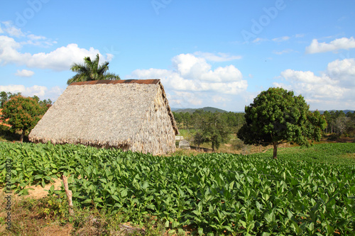 Plakat na papierze fotorealistycznym Plantacja tytoniu w Parku Narodowym Kuby - Vinales