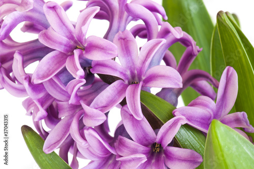 Tapeta ścienna Hiacynt (hyacinthus)