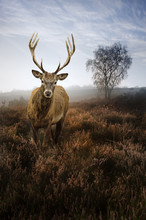 Foggy Misty Autumn Forest Landscape At Dawn With Red Deer Stag