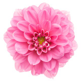 Pink dahlia isolated