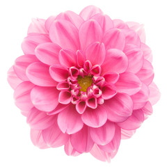 Fotomurales - Pink dahlia isolated