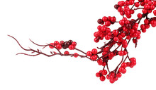 Beautiful Branch With Red Berries Isolated On White