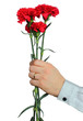 Carnations in a man's hand
