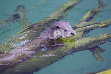 Otter in the water