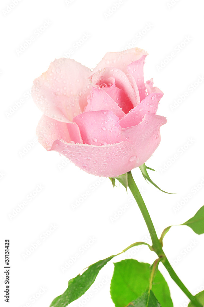 Pink rose isolated on white
