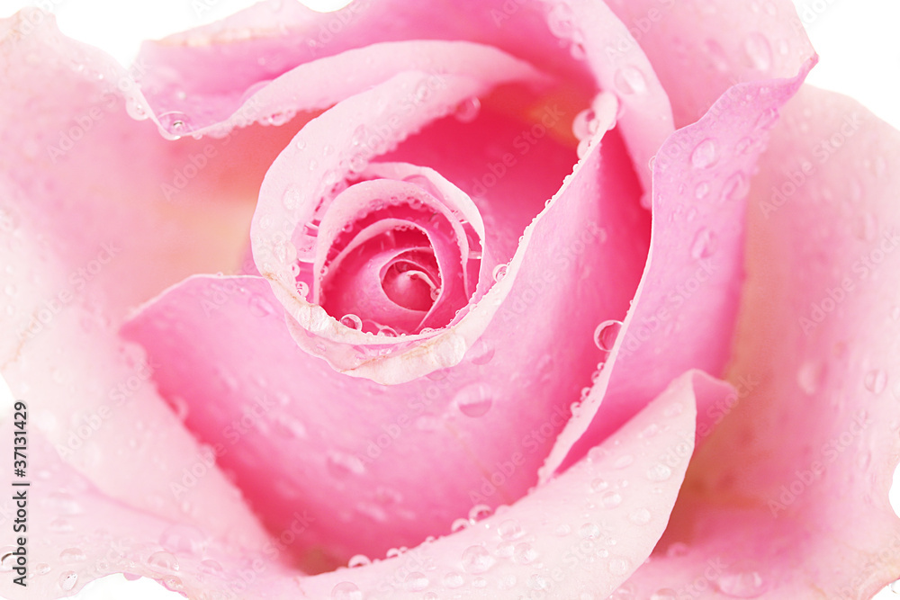 Pink rose isolated on white