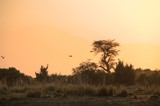 Fototapeta Sawanna - Chobe National Park (Botswana) - Wildlife Reserve