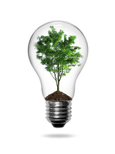 Bulb Light With Green Tree Inside Isolated