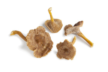 Sticker - Chanterelle grise mushrooms